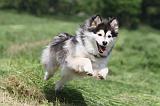 CHIEN FINNOIS DE LAPONIE 152